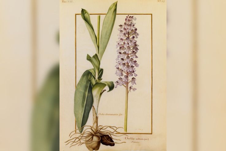 Orchidées sur Vélins au Muséum national d'Histoire naturelle