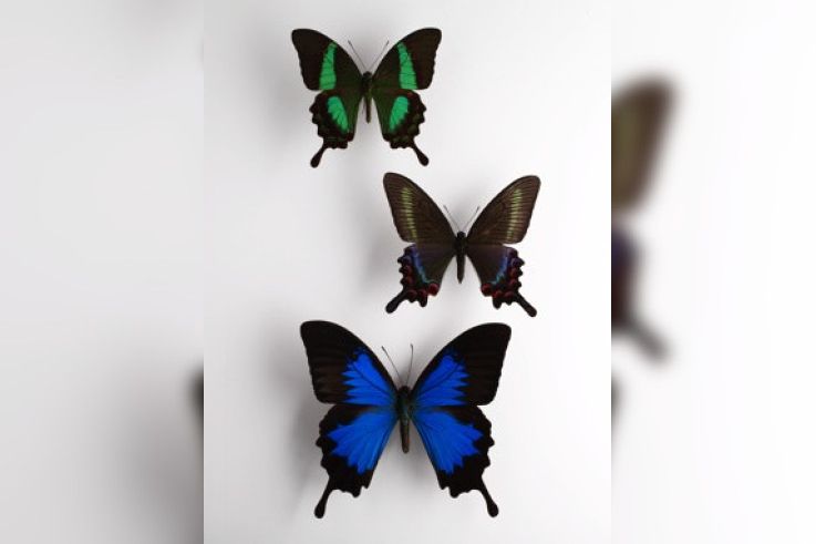 Une fenêtre sur Confluences, l'expo au musée du Quai Branly