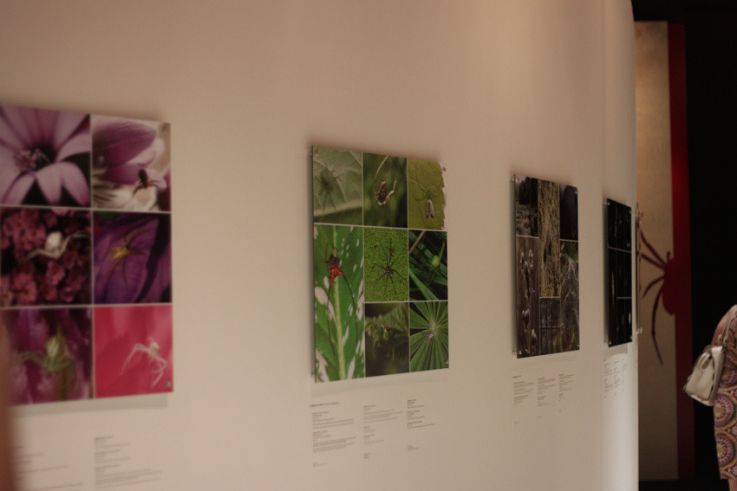 Au fil des araignées MNHN