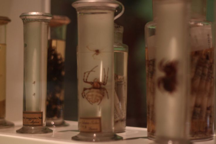 Au fil des araignées MNHN