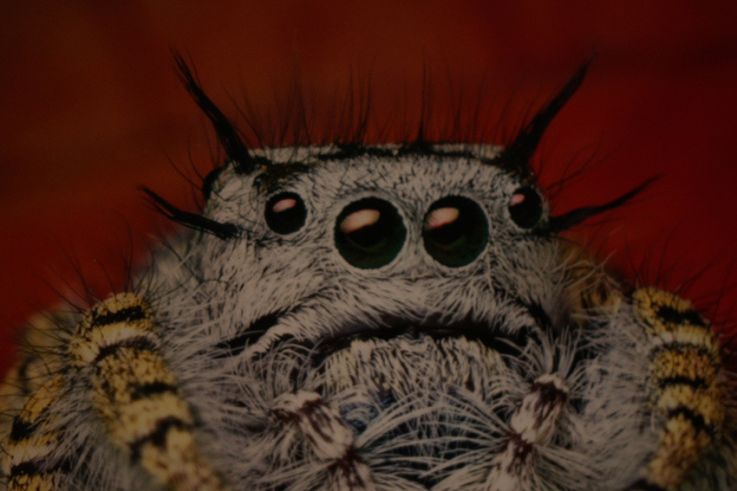 Au fil des araignées MNHN