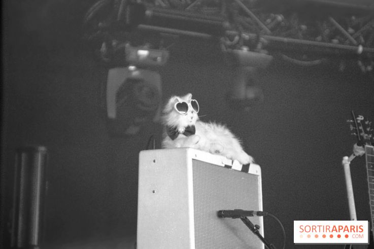 Solidays 2014 - Chat de HollySiz