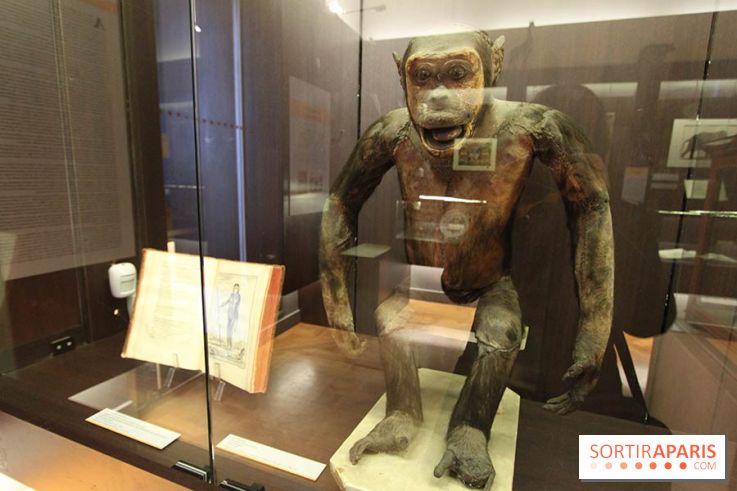 Les animaux célèbres de la Ménagerie, l'exposition