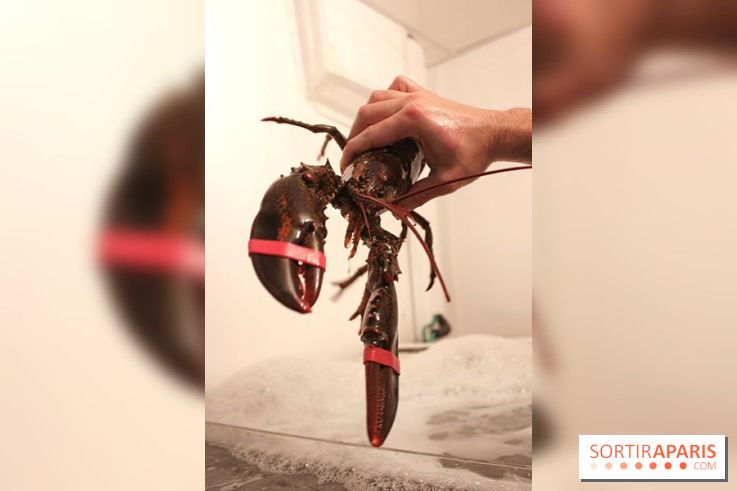 Les Pinces à Paris, le restaurant de Homard