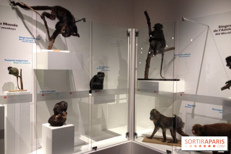 Sur la piste des Grands Singes