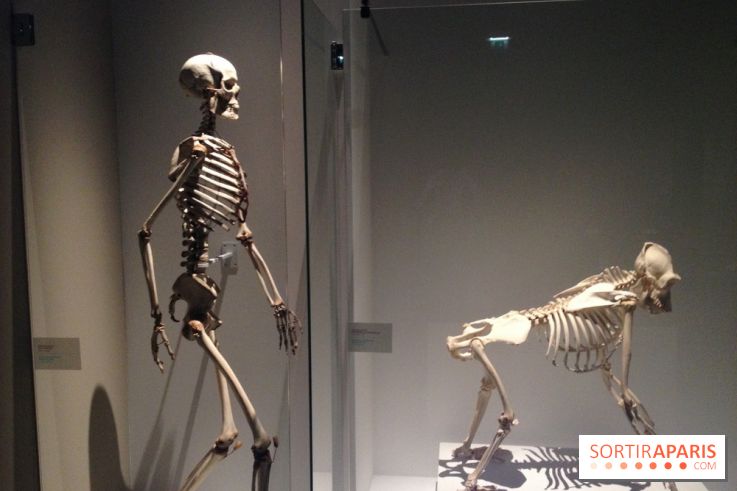 Sur la piste des Grands Singes