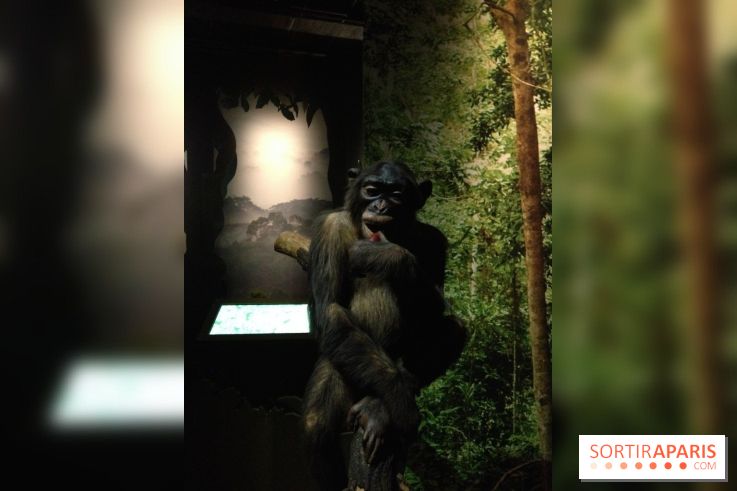 Sur la piste des Grands Singes