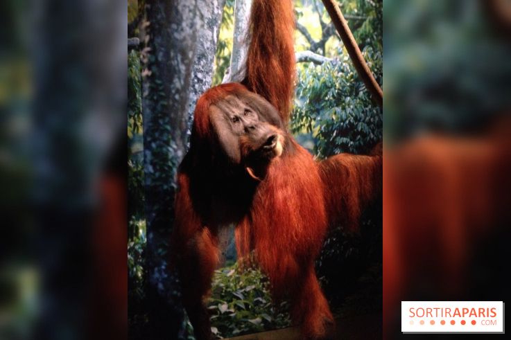 Sur la piste des Grands Singes