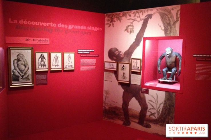 Sur la piste des Grands Singes