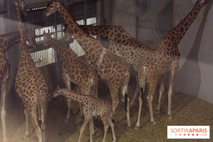 Les girafons du Zoo de Paris