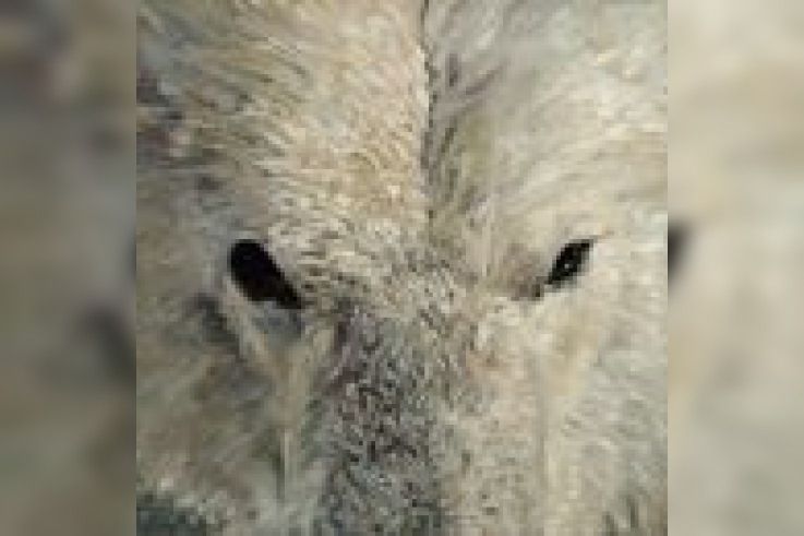 Exposition Ours bleu par Vigdis