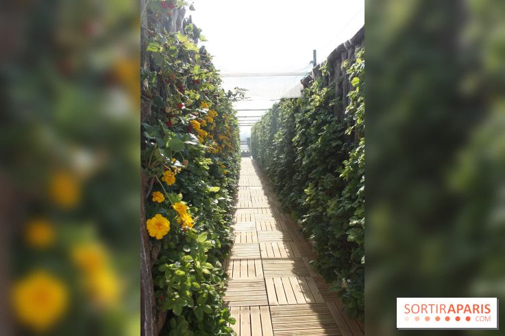 Le Paris sous les fraises des Galeries Lafayette