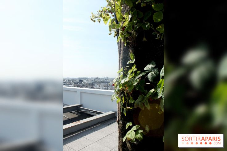 Le Paris sous les fraises des Galeries Lafayette