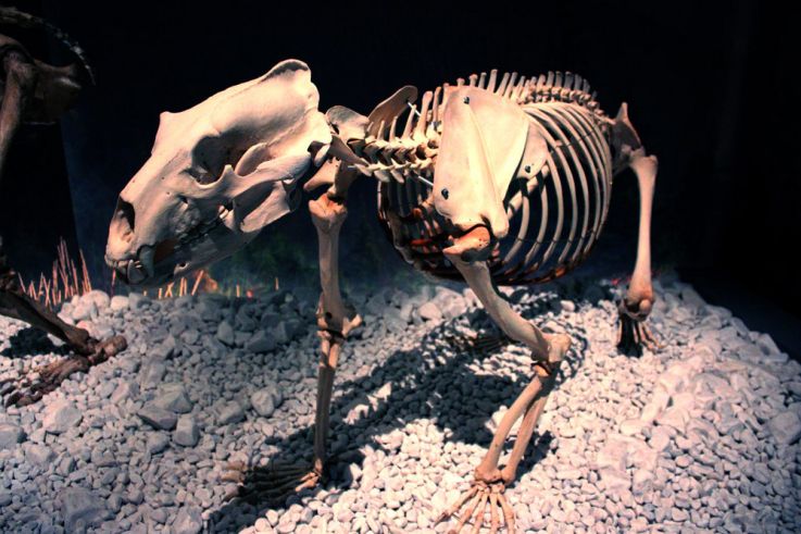 Préhistoire(s), l'enquête