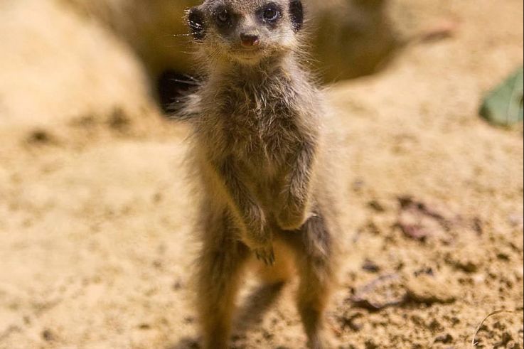 Fête des Mères à Thoiry : entrée gratuite pour les mamans !