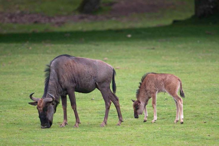 Fête des Mères à Thoiry : entrée gratuite pour les mamans !