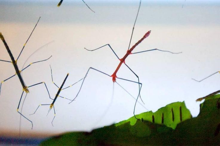 Fête des Mères à Thoiry : entrée gratuite pour les mamans !
