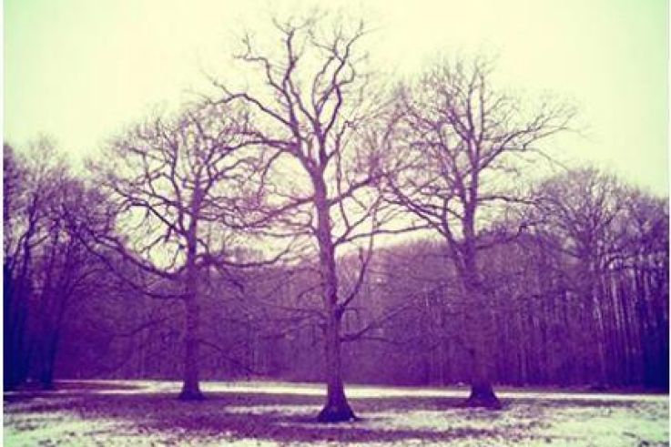 La(b) Galerie Artyfact présente l'exposition Nature(s)