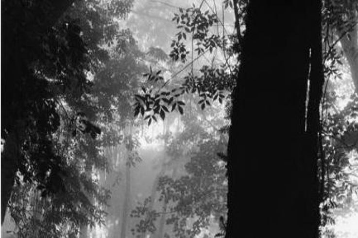 La(b) Galerie Artyfact présente l'exposition Nature(s)