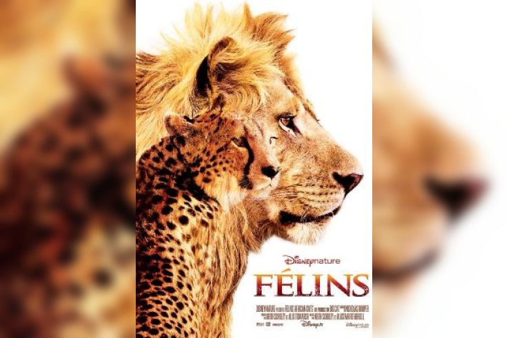 Félins