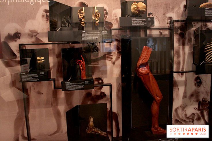 Le nouveau Musée de l'Homme