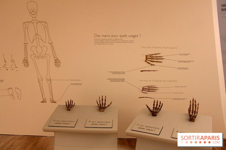 Le nouveau Musée de l'Homme 