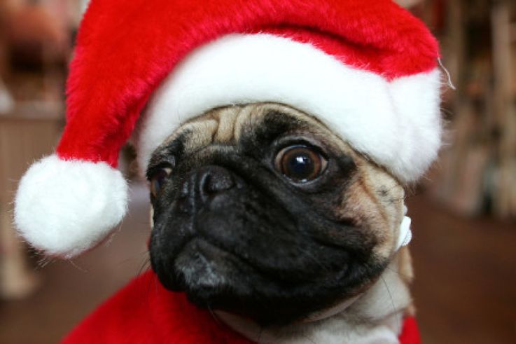 Cadeaux de Noël 2016 pour animaux