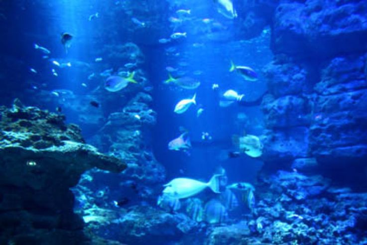 Plankton Invasion à l'Aquarium de Paris