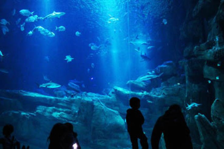 Plankton Invasion à l'Aquarium de Paris