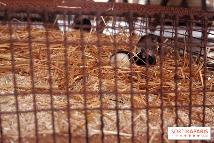 Jannis Kounellis à la Monnaie de Paris