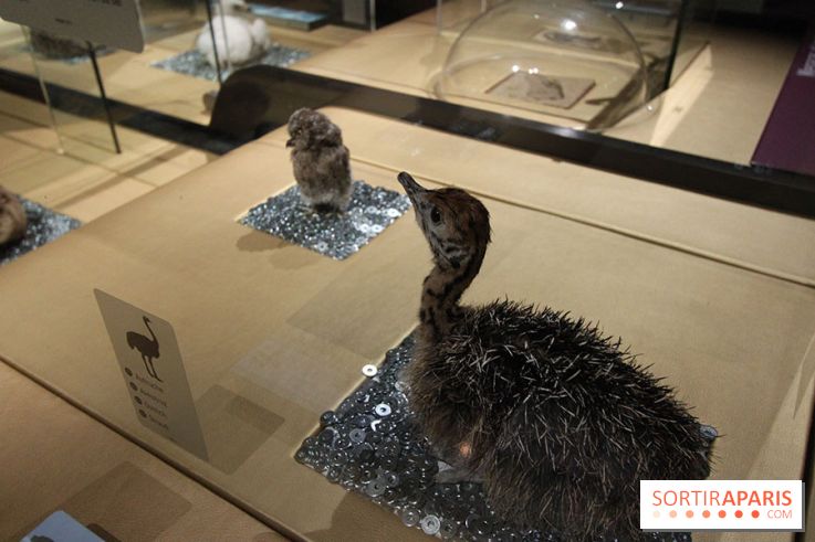 Exposition BéBés animaux à la Cité des Sciences, les photos