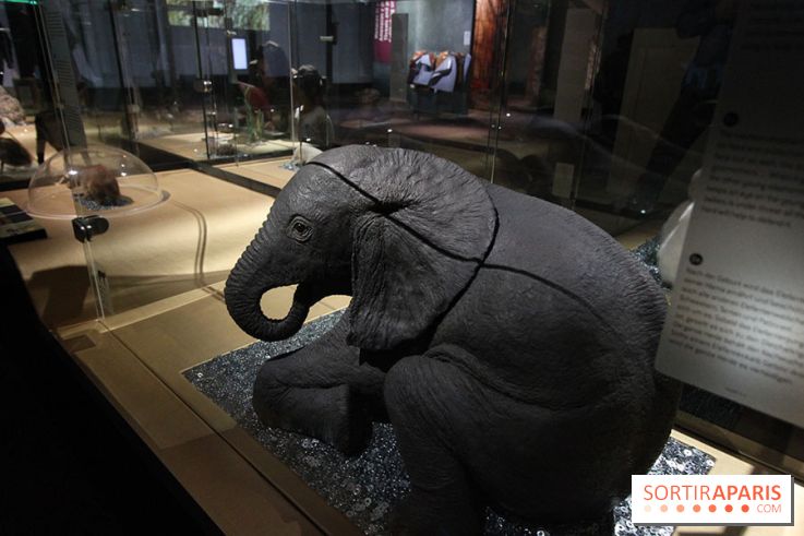 Exposition BéBés animaux à la Cité des Sciences, les photos
