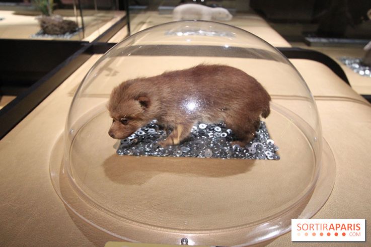 Exposition BéBés animaux à la Cité des Sciences, les photos