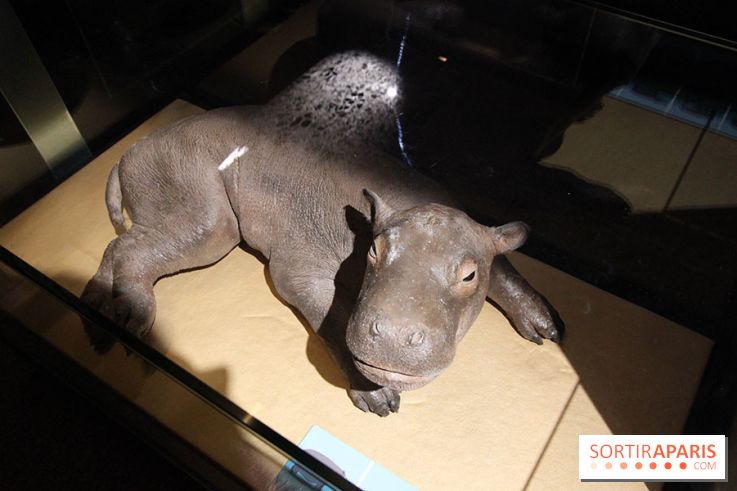 Exposition BéBés animaux à la Cité des Sciences, les photos