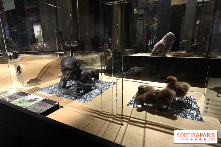 Exposition BéBés animaux à la Cité des Sciences, les photos