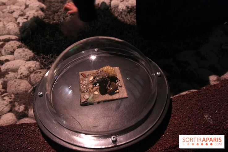 Exposition BéBés animaux à la Cité des Sciences, les photos