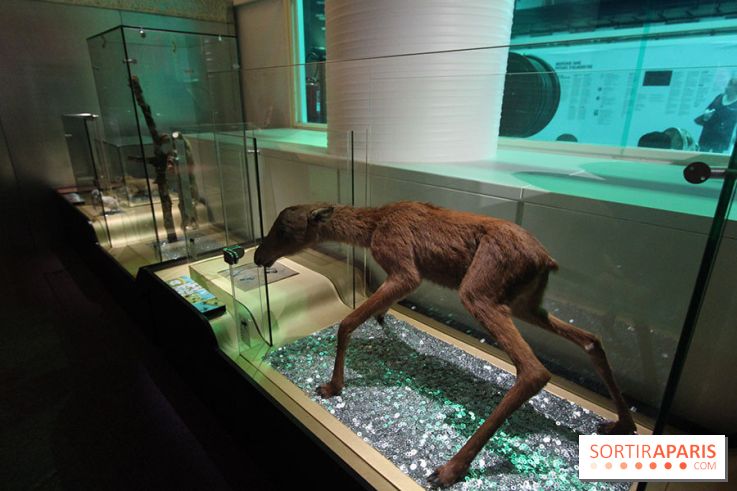 Exposition BéBés animaux à la Cité des Sciences, les photos