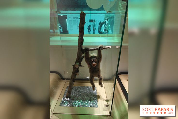 Exposition BéBés animaux à la Cité des Sciences, les photos