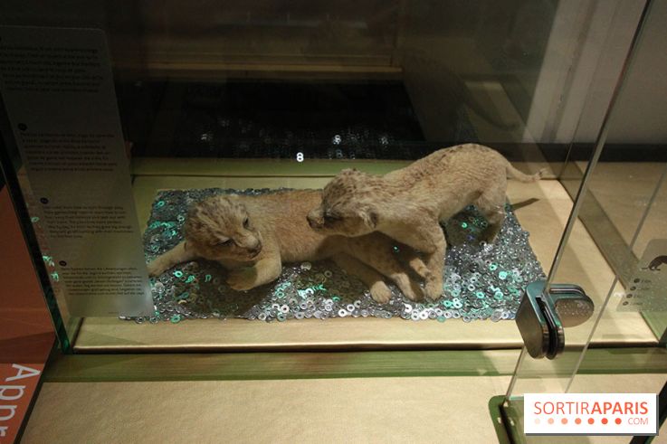 Exposition BéBés animaux à la Cité des Sciences, les photos