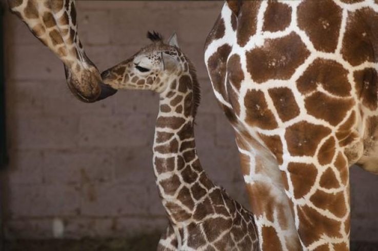 Journée internationale de la girafe, le 21 juin