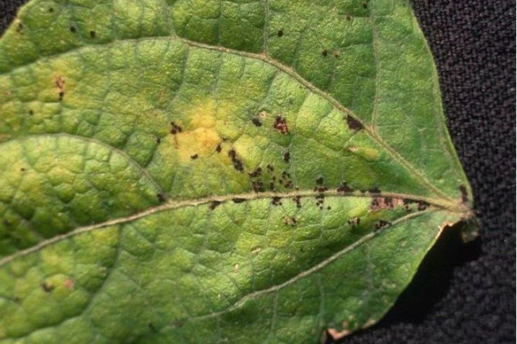 La Clinique des Plantes à la mairie du 7e