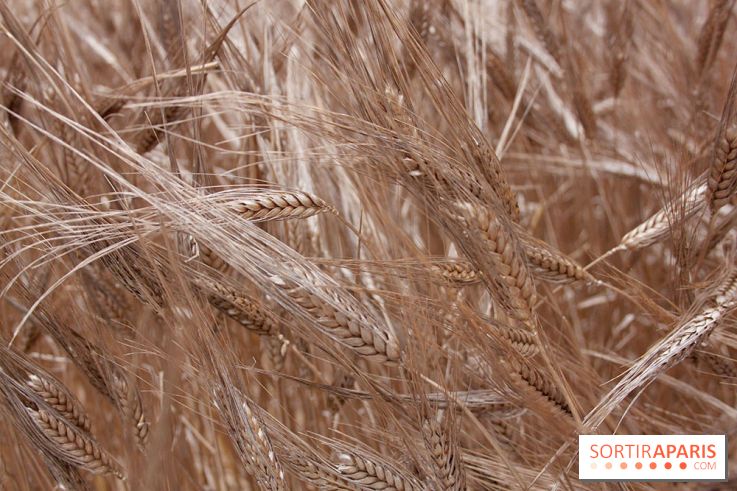 Gad Weil installe son Champ de Blés Place Vendôme