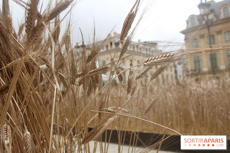 Gad Weil installe son Champ de Blés Place Vendôme