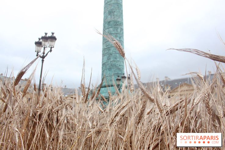 Gad Weil installe son Champ de Blés Place Vendôme