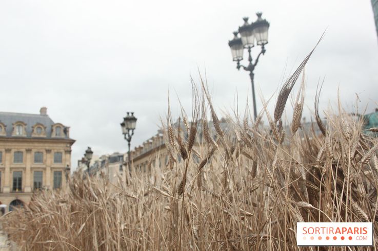 Gad Weil installe son Champ de Blés Place Vendôme