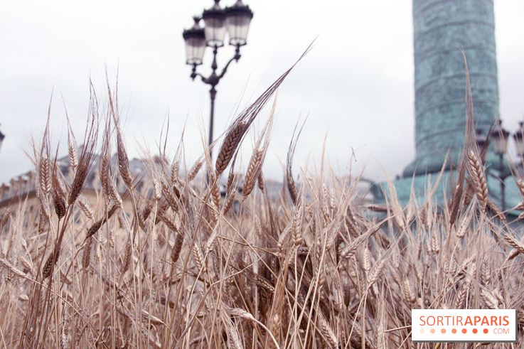 Gad Weil installe son Champ de Blés Place Vendôme