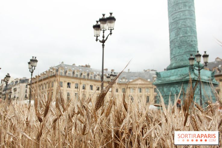 Gad Weil installe son Champ de Blés Place Vendôme
