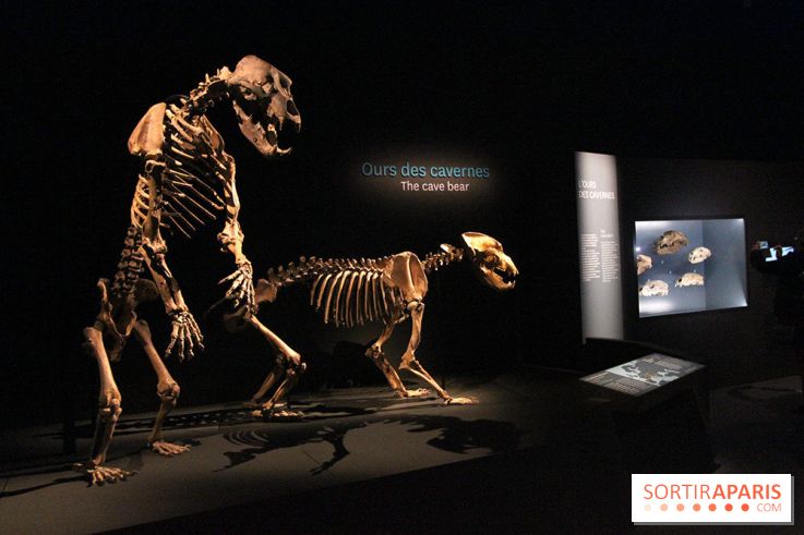 Espèces d'Ours, l'expo au Muséum National d'Histoire Naturelle