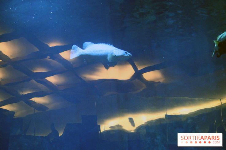 Aquarium de Paris Décembre 2016
