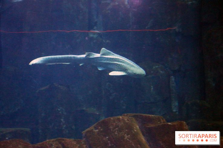 Aquarium de Paris Décembre 2016